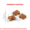 Royal Canin Kitten Alimento Gatitos