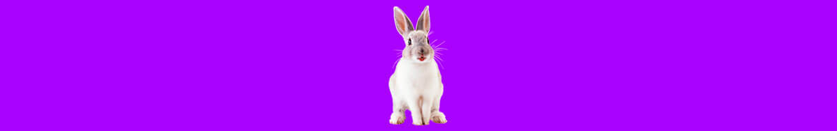 conejo
