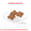 Royal Canin Mini adulto Alimento Perro