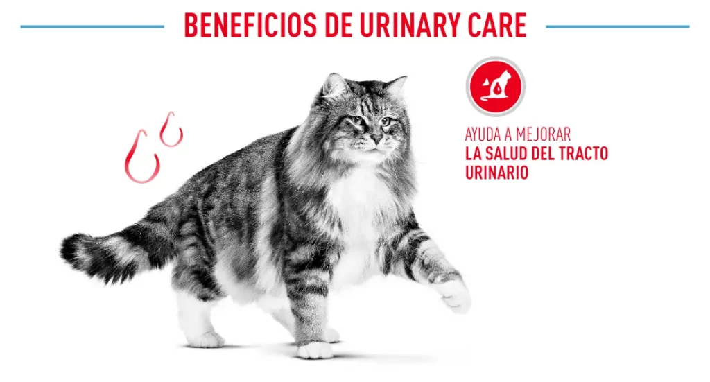 Cuidado Urinario en Gato Adulto