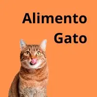 comida gato