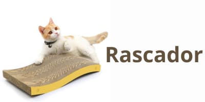 rascador gato